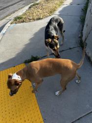 Found/Stray Unknown Dog last seen Heath Ave & Hoopes St (by police station), Kearns, UT 84118
