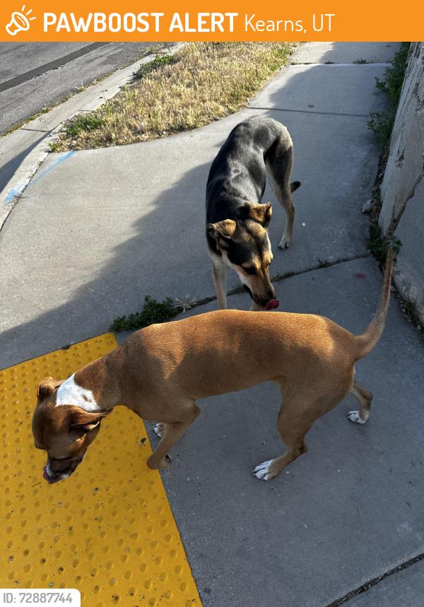 Found/Stray Unknown Dog last seen Heath Ave & Hoopes St (by police station), Kearns, UT 84118