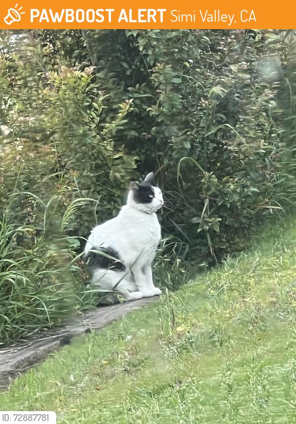 Found/Stray Unknown Cat last seen Heywood, Simi Valley, CA 93065