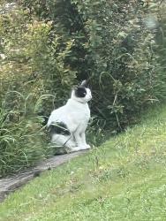 Found/Stray Unknown Cat last seen Heywood, Simi Valley, CA 93065