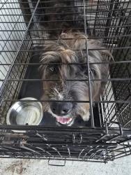 Found/Stray Female Dog last seen Cat Creek and Radar Site Rd, Lowndes County, GA 31699