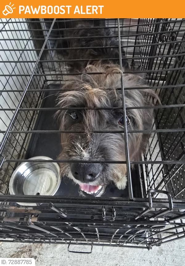 Found/Stray Female Dog last seen Cat Creek and Radar Site Rd, Lowndes County, GA 31699