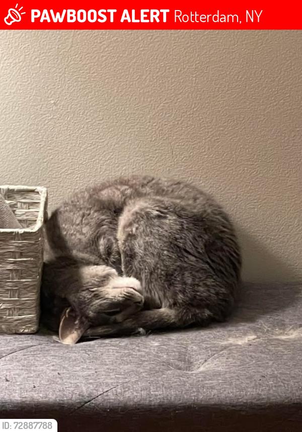 Lost Female Cat last seen Bayberry Ave., Rotterdam, NY 12306