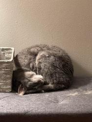 Lost Female Cat last seen Bayberry Ave., Rotterdam, NY 12306