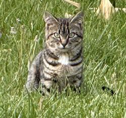 Lost Unknown Cat last seen Candlebrook Elementary School, King of Prussia, PA 19406
