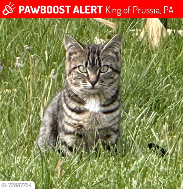 Lost Unknown Cat last seen Candlebrook Elementary School, King of Prussia, PA 19406