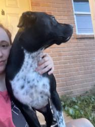Lost Female Dog last seen veterans park , Panama City, FL 32404
