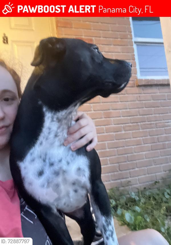 Lost Female Dog last seen veterans park , Panama City, FL 32404