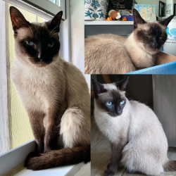 Lost Female Cat last seen 29th street broadway, small ally, West Palm Beach, FL 33407