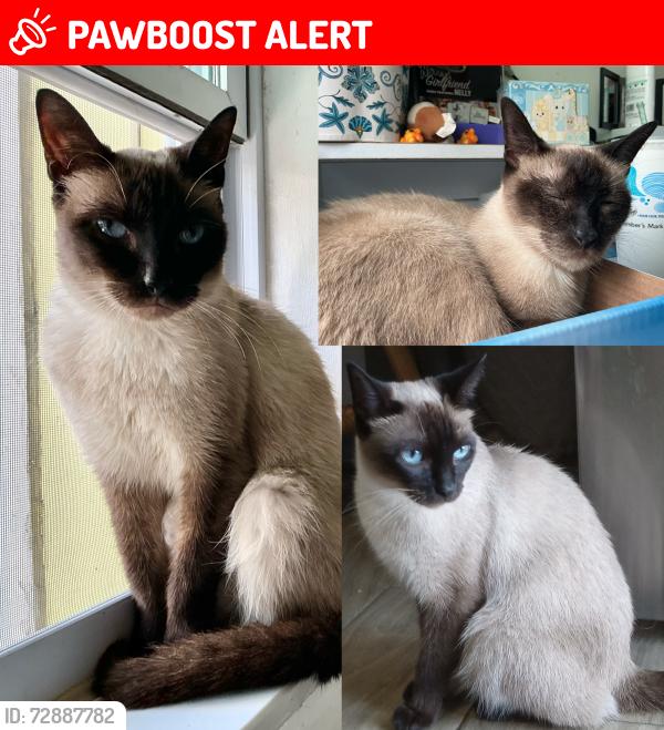 Lost Female Cat last seen 29th street broadway, small ally, West Palm Beach, FL 33407