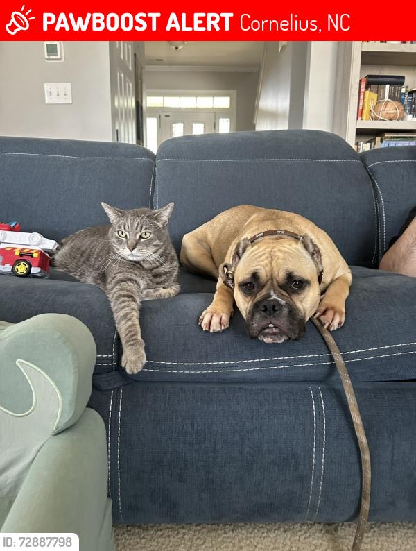 Lost Male Cat last seen Caldwell station , Cornelius, NC 28031