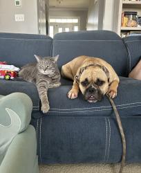 Lost Male Cat last seen Caldwell station , Cornelius, NC 28031
