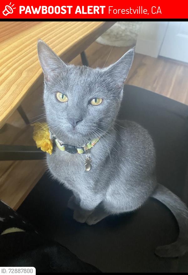 Lost Female Cat last seen Speers Market , Forestville, CA 95436