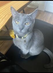 Lost Female Cat last seen Speers Market , Forestville, CA 95436