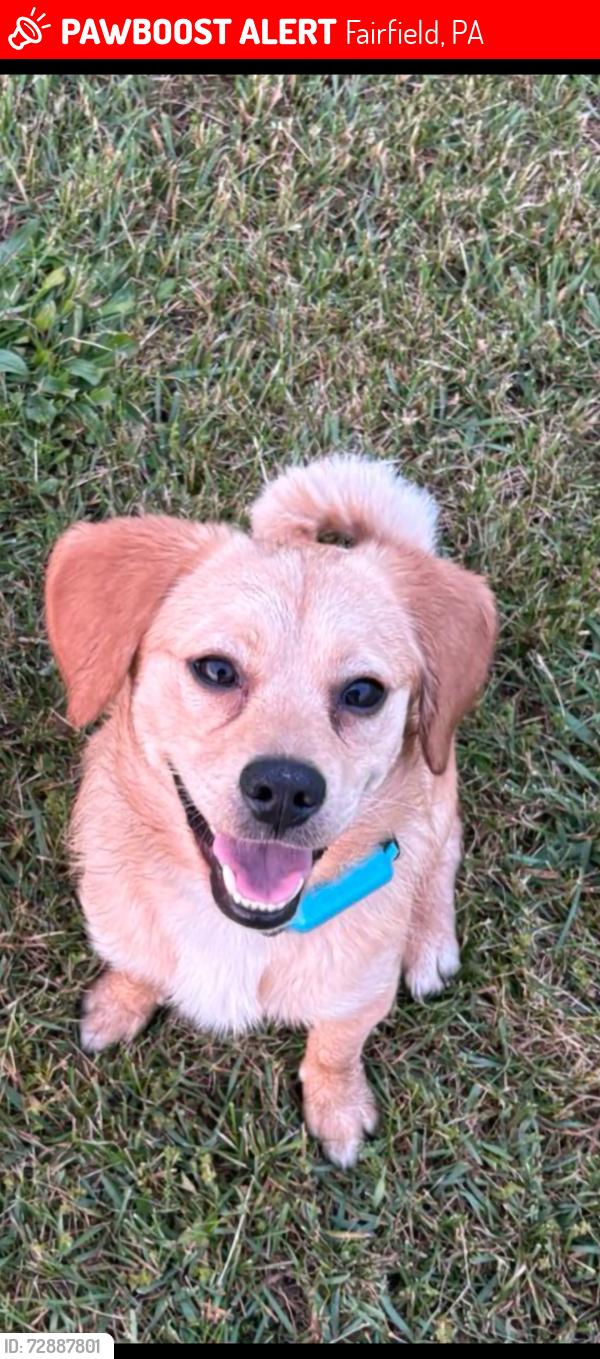 Lost Male Dog last seen Iron springs road , Fairfield, PA 17320
