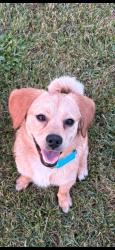Lost Male Dog last seen Iron springs road , Fairfield, PA 17320