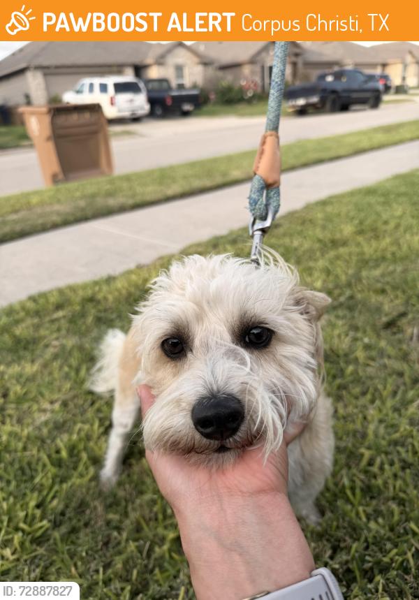 Found/Stray Male Dog last seen ebrew Drive, Corpus Christi, TX 78414
