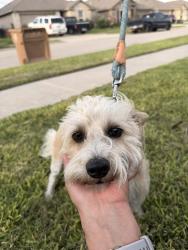 Found/Stray Male Dog last seen ebrew Drive, Corpus Christi, TX 78414