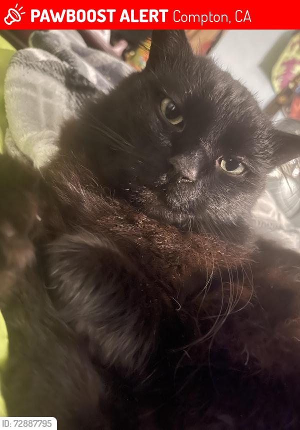 Lost Male Cat last seen Wilmington & Compton blvd, Compton, CA 90220