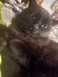 Lost Male Cat last seen Wilmington & Compton blvd, Compton, CA 90220