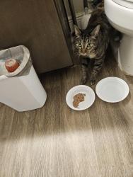 Found/Stray Unknown Cat last seen Huffsteadler and ann rou rd, Tavares, FL 32778