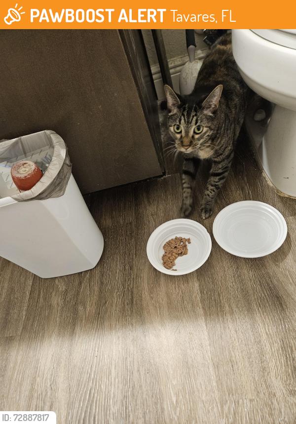 Found/Stray Unknown Cat last seen Huffsteadler and ann rou rd, Tavares, FL 32778