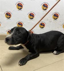 Shelter Stray Male Dog last seen SUNWEST MINES ON OLD DIXIE HIGHWAY, Land O' Lakes, FL 34638