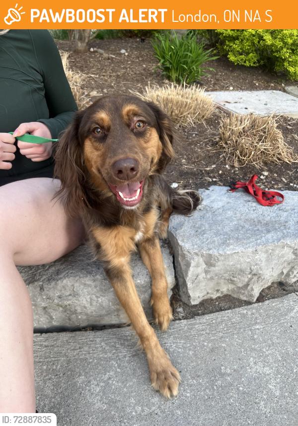 Found/Stray Male Dog last seen Near talbot, London, ON N6A 2S6