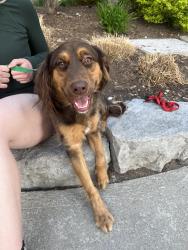 Found/Stray Male Dog last seen Near talbot, London, ON N6A 2S6