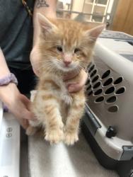 Shelter Stray Male Cat last seen Rancho Cordova, CA 95742, Sacramento, CA 95828