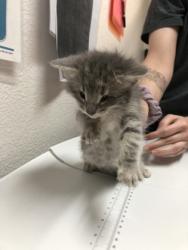 Shelter Stray Male Cat last seen Rancho Cordova, CA 95742, Sacramento, CA 95828