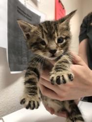 Shelter Stray Female Cat last seen Rancho Cordova, CA 95742, Sacramento, CA 95828