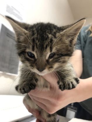 Shelter Stray Female Cat last seen Rancho Cordova, CA 95742, Sacramento, CA 95828