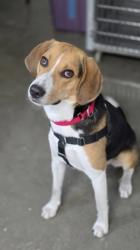 Shelter Stray Male Dog last seen Summerville, SC 29486, North Charleston, SC 29406