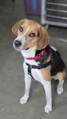 Shelter Stray Male Dog last seen Summerville, SC 29486, North Charleston, SC 29406