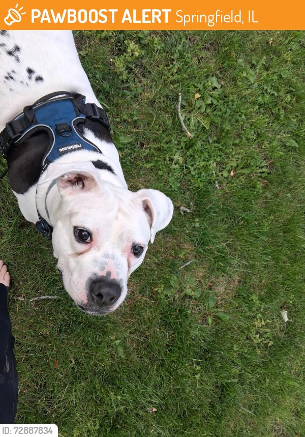 Found/Stray Unknown Dog last seen All the town hses and apmts in Westchester , Springfield, IL 62704