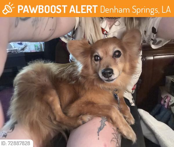 Found/Stray Unknown Dog last seen Cain street and Adam street, Denham Springs, LA 70726
