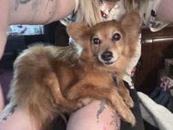 Found/Stray Unknown Dog last seen Cain street and Adam street, Denham Springs, LA 70726