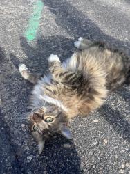 Found/Stray Unknown Cat last seen Charter pointe neighborhood, Boise, ID 83702