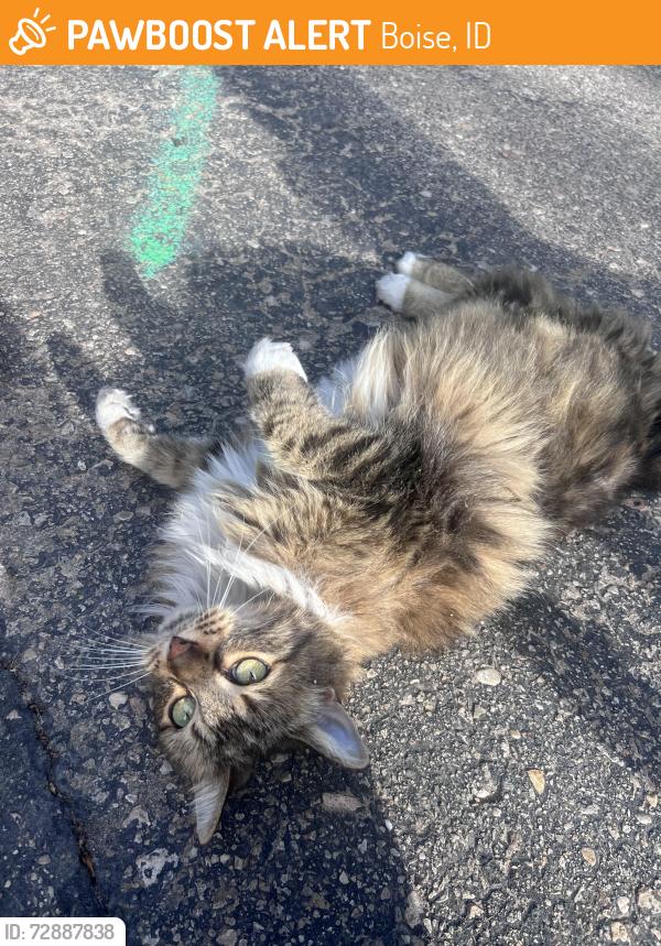 Found/Stray Unknown Cat last seen Charter pointe neighborhood, Boise, ID 83702