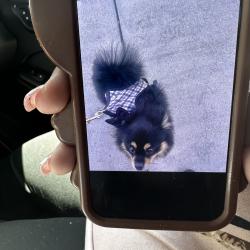 Lost Male Dog last seen Treatro, Pittsburg, CA 94565