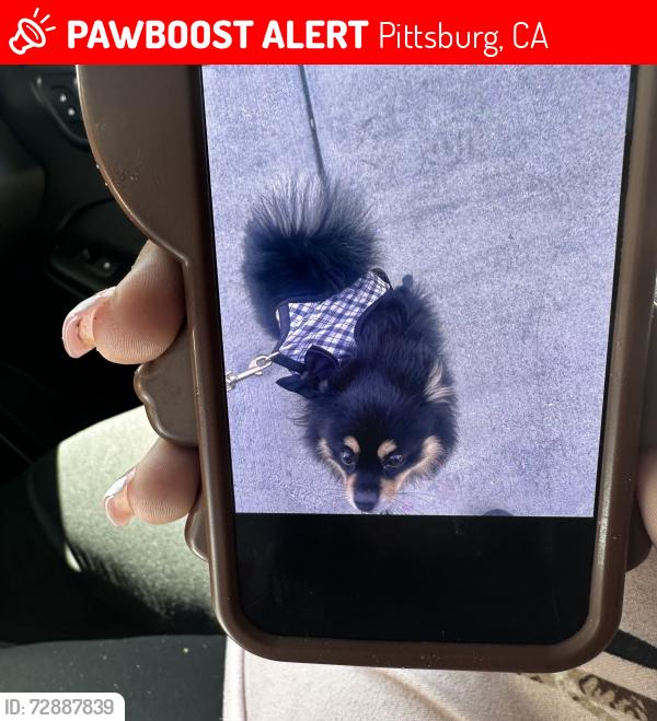 Lost Male Dog last seen Treatro, Pittsburg, CA 94565
