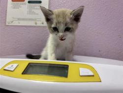 Shelter Stray Female Cat last seen Near MERCEDES ST, EL PASO, TX, 79924, CITY of El Paso, TX, Fort Bliss, TX 79906