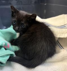 Shelter Stray Male Cat last seen 43rd Street, San Diego, CA, 92105, San Diego, CA 92110