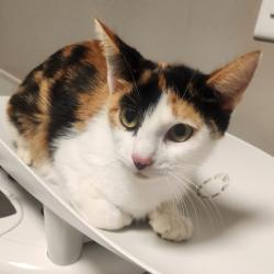 Shelter Stray Female Cat last seen Near Edgemoor Drive, OAKLAND, CA, 94621, Oakland, CA 94621