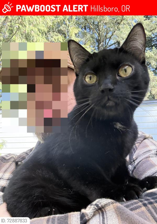 Lost Male Cat last seen NW Glencoe Rd & NE Evergreen, Hillsboro, OR 97124