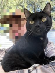 Lost Male Cat last seen NW Glencoe Rd & NE Evergreen, Hillsboro, OR 97124