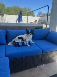 Lost Female Dog last seen Camelback village , Glendale, AZ 85305