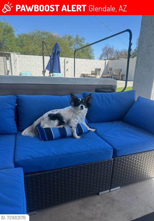 Lost Female Dog last seen Camelback village , Glendale, AZ 85305