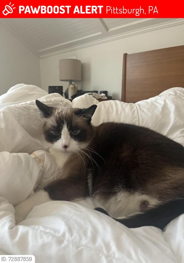 Lost Female Cat last seen Hetzel and dorsch, Pittsburgh, PA 15212